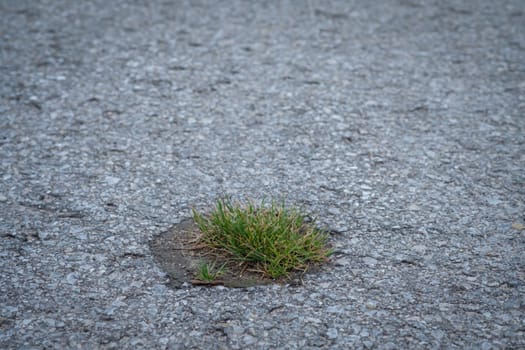 Green grass is growing on a asphalted road