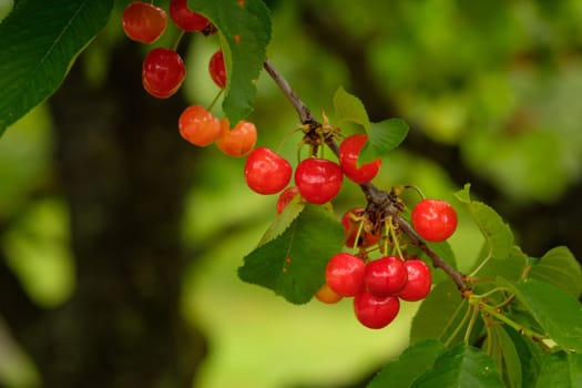 Ripe red cherry fruit at a tree close-up