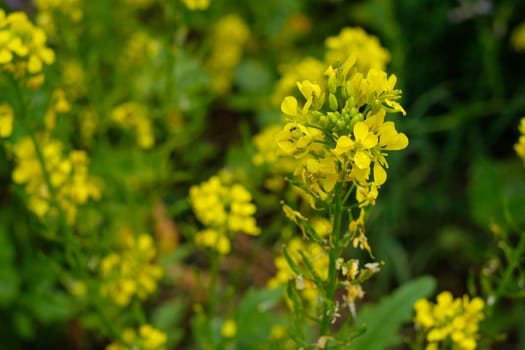 Rape with yellow flowers close-up