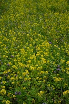 Rape field with yellow flowers scenery in vertical format
