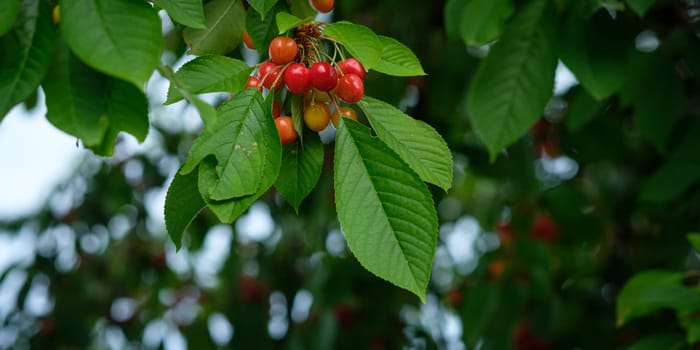 Red cherry fruits at a tree close-up