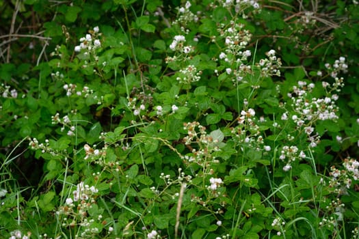 Raspberry bush with white flowers plant