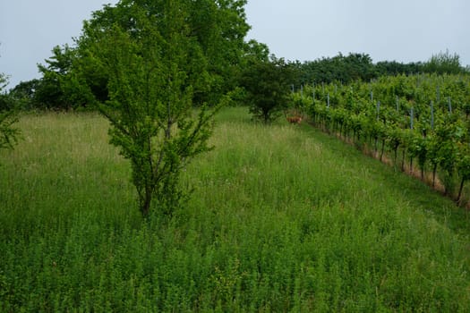 Deer at a meaow and vineyard landscape
