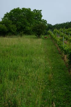 Deer on a green meadow and vineyard in vertical format