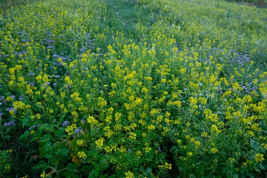 Field of rape plants with yellow flowers