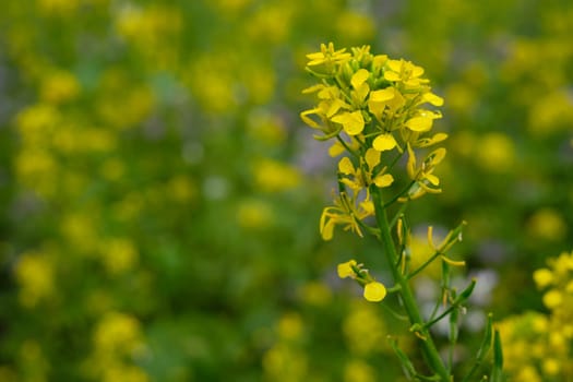 Rape plant with yellow flowers close-up