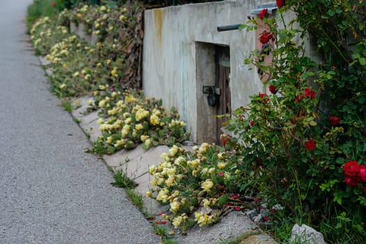 Opuntia cactus with yellow flowers in a front garden