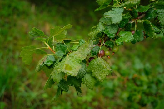 Gooseberry at a branch close-up