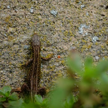 Young sand lizard (Lacerta agilis) close-up at a wall