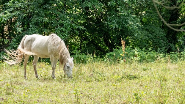 a white horse grazing in pasture.