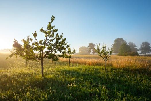 Fruit trees meadow and field in back lit