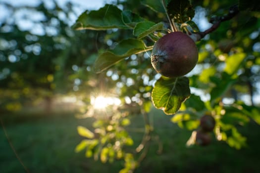 Apple at a twig in back lit of the sun closeup