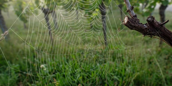 Spider web at a vine closeup