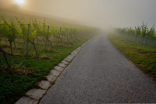Vineyard and road in morning foggy mist