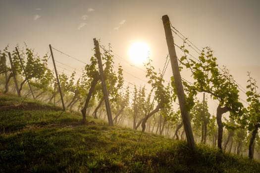 Vineyard in morning mist and sunlight scene