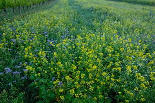 Field of rape in flower yellow and green