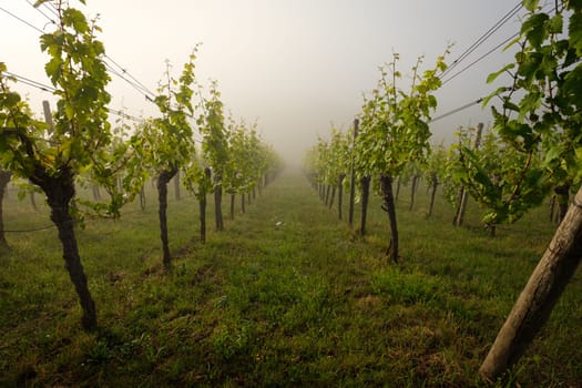 Vines in Vineyard in morning mist scene