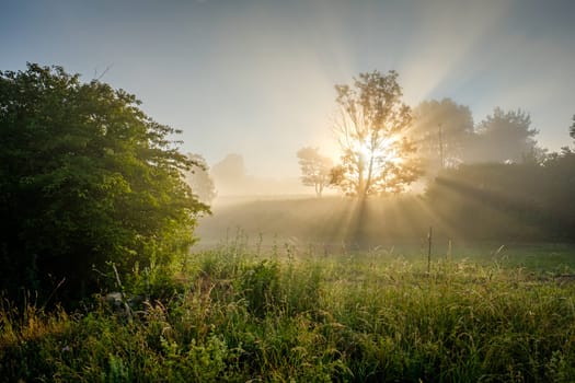 Sunbeams sunlight back lmist landscape with meadow and trees