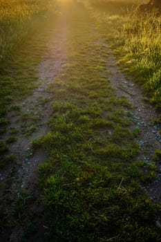 Rural road between fields in back lit of sun vertical format