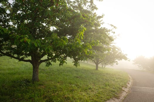 Cherry trees in morning mist scenery