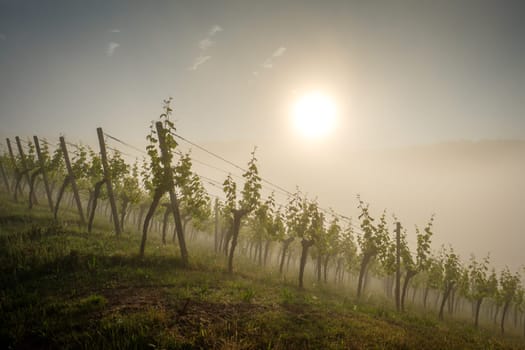 Sunlight and morning mist in vineyard scenery