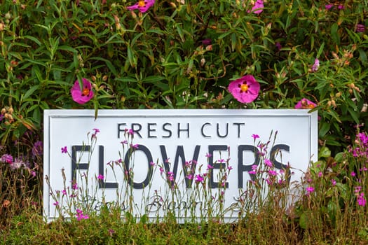 Beautiful summer flowers in a garden bed with a white sign saying fresh cut flowers. Close up of an amazing display of blooming plants of many colours with a new modern sign hidden in the flowerbed.