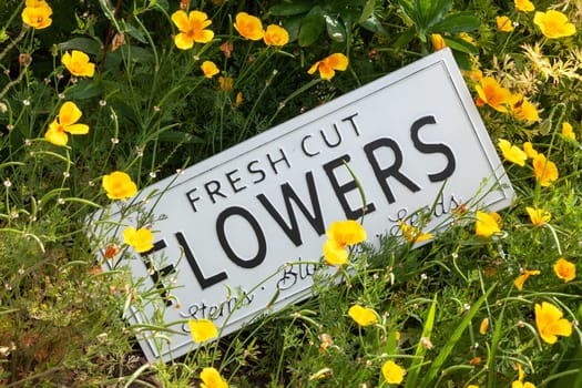 Beautiful summer flowers in a garden bed with a white sign saying fresh cut flowers. Close up of an amazing display of blooming plants of many colours with a new modern sign hidden in the flowerbed.