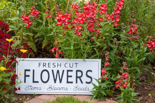 Beautiful summer flowers in a garden bed with a white sign saying fresh cut flowers. Close up of an amazing display of blooming plants of many colours with a new modern sign hidden in the flowerbed.