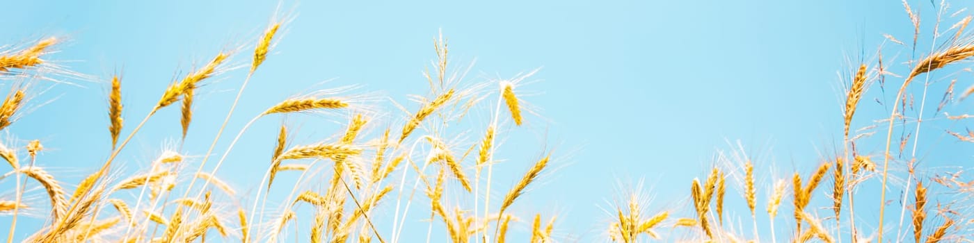 Ears of golden wheat on sunny blue sky close up background
