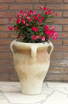 oleander flowers in a clay amphora