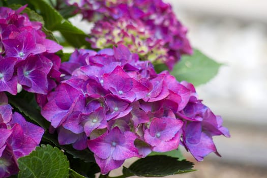 violet hortensia flowers in the garden