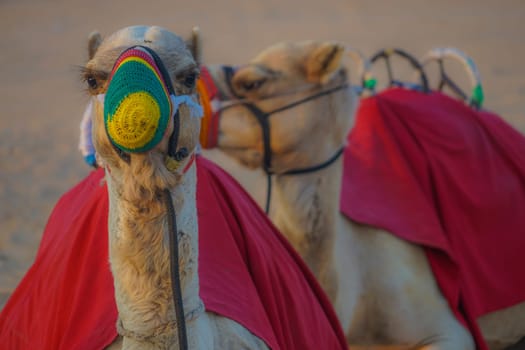 Of the Arabian desert camel (United Arab Emirates). Shooting Location: Dubai
