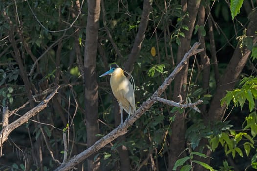Capped Heron in the Amazon Rain Forest near Alta Floresta, Brazil