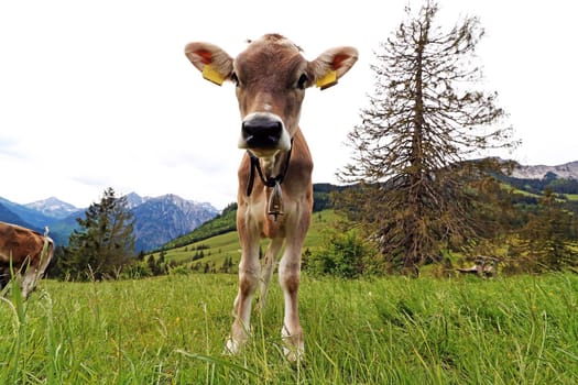 A young pretty brown cattle in the mountains of Bavaria