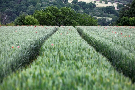 Tractor tracks in the cornfield