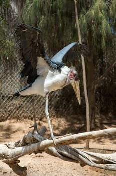 Marabou Stork (Leptoptilos crumenifer)