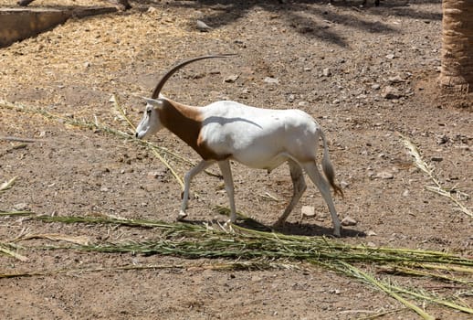Wild Arabian Oryx (Maha) (Oryx leucoryx)  in safari park