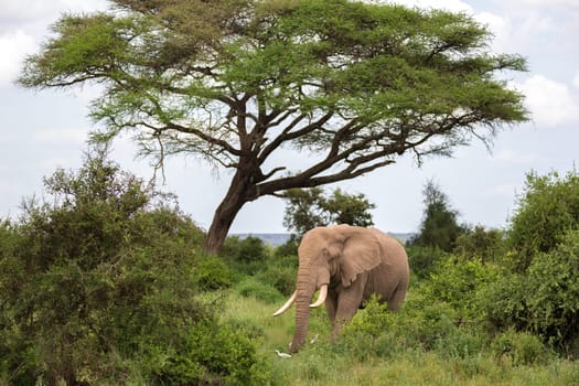 An elephant in the savannah of a national park in Kenya