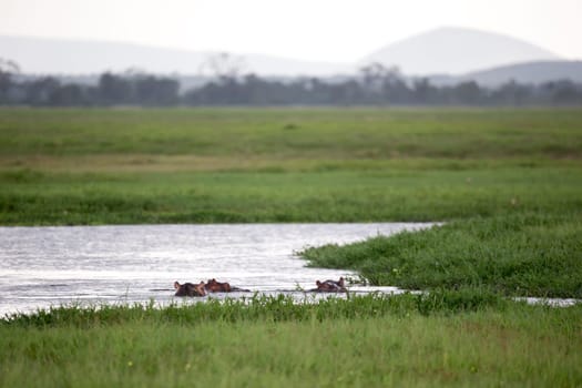 Some hippos in the waterhole with a lot  of grass