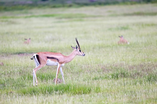 A gazelle grazes in the grassland of the savannah