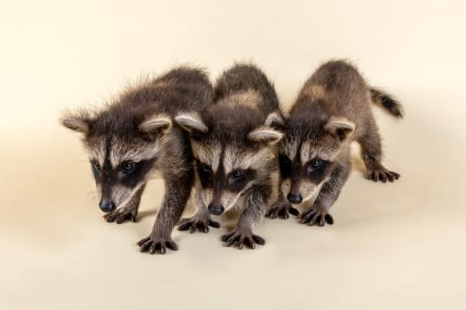 Three raccoons (Procyon lotor),juveniles,captive,8 weeks,studio recording