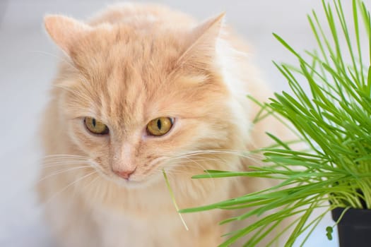 Domestic cat eats grass from sprouted oats