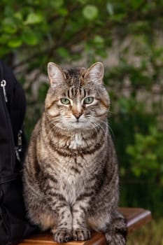 A tabby cat with green eyes sits on a street bench.