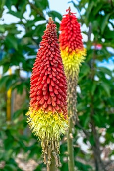 Kniphofia hirsuta also called tritoma, red hot poker, torch lily, knofflers, traffic lights or poker plant, is a genus of perennial flowering plants in the family Asphodelaceae - Le Mans, France
