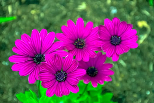 Dimorphotheca ecklonis or osteospermum known as cape marguerite, Van Staden's river daisy, Sundays river daisy, daisy bush, star of the veldt is an ornamental plant native plant of South Africa