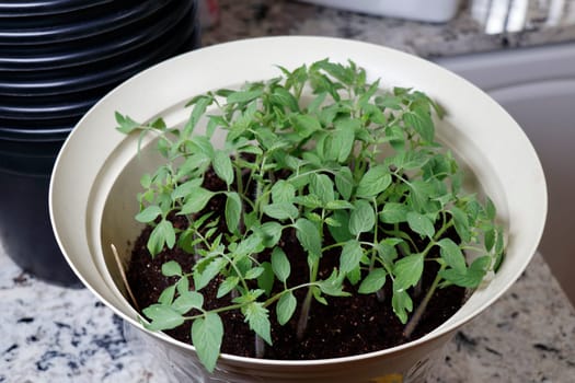 Many grape tomato plant seedlings growing together in a planter full of potting soil. On a kitchen counter are grape tomato seedlings in a planter about to be transplanted into individual grow pots.