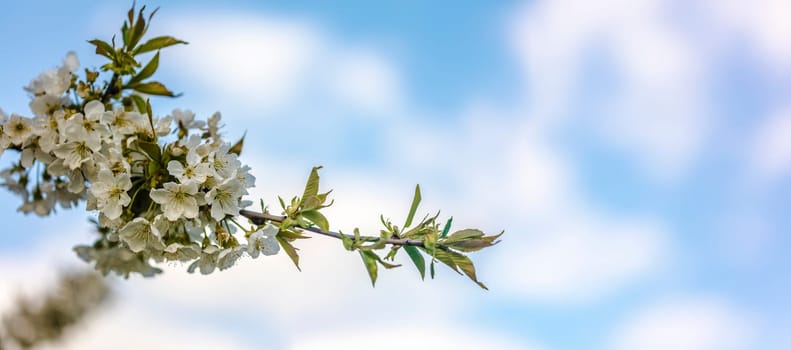 Panorama from beautiful white cherry blossom on a branch
