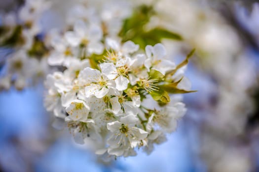 Beautiful white cherry blossom on a branch