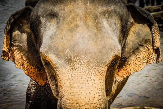 Wild elephant image (Sri Lanka Pinnawara). Shooting Location: Sri Lanka