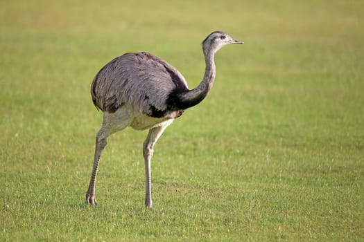 Nandu Rhea americana